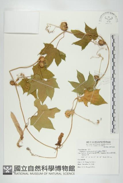 雙輪瓜藏品圖，第1張