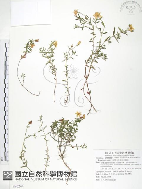 玉山金絲桃藏品圖，第1張