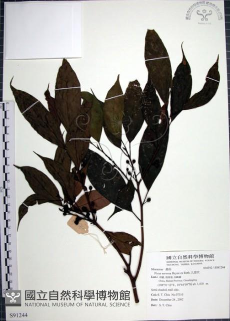 青藤公藏品圖，第1張