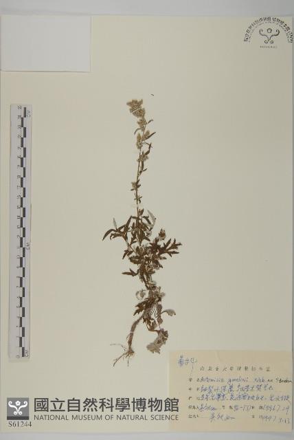 白蓮蒿藏品圖，第1張