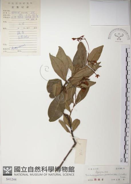 絡石藏品圖，第1張