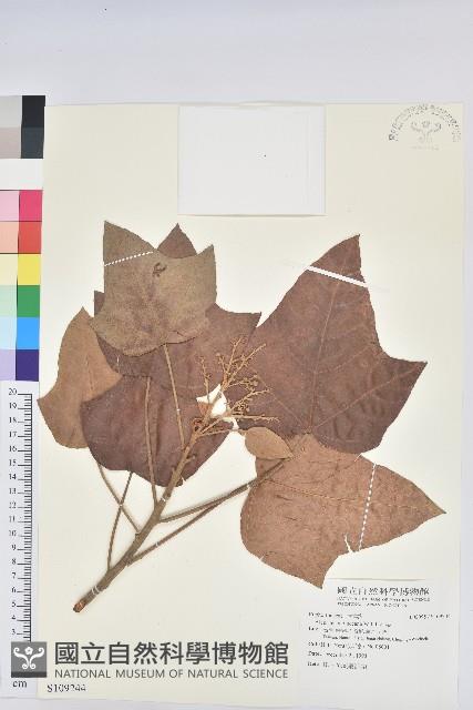 石栗藏品圖，第1張