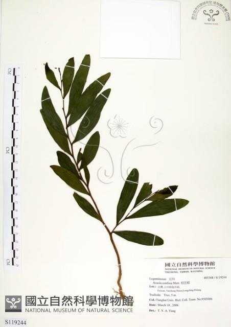 相思樹藏品圖，第1張