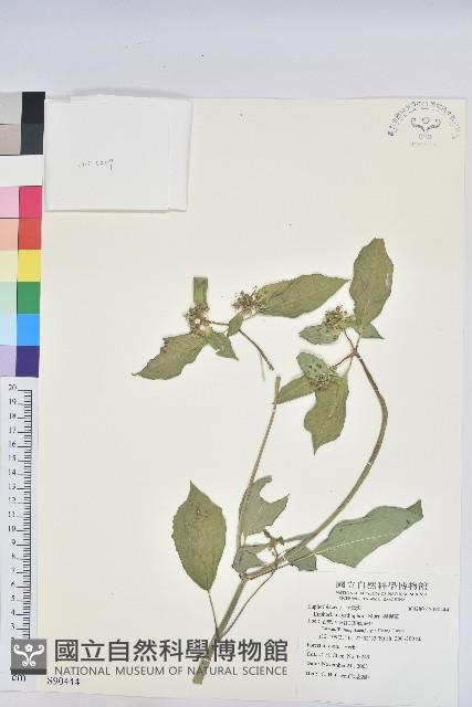 猩猩草藏品圖，第1張