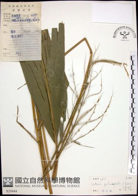 棕葉狗尾草藏品圖，第1張