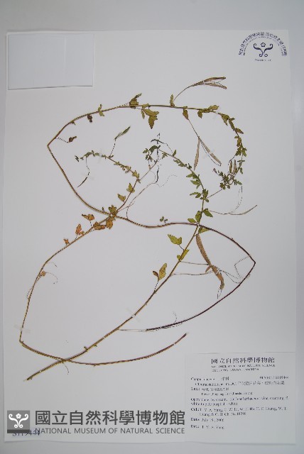 平伏莖白花菜、成功白花菜藏品圖，第1張