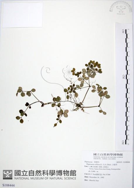 小椒草藏品圖，第1張