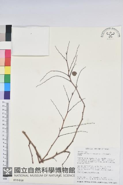 紅仔珠藏品圖，第1張