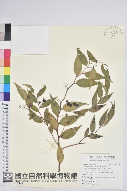 白珠樹藏品圖，第1張