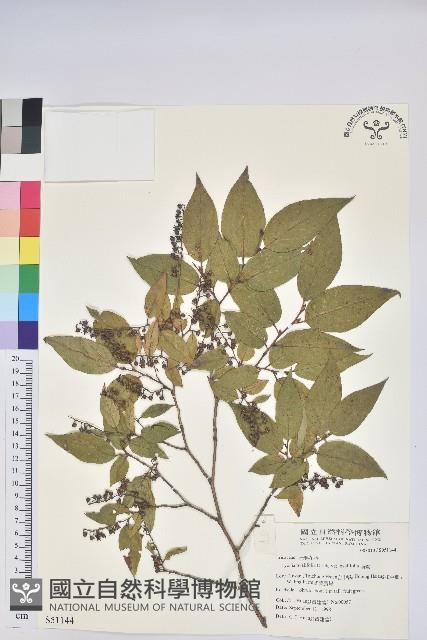 南燭藏品圖，第1張