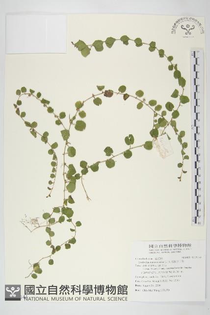 短梗土丁桂藏品圖，第1張