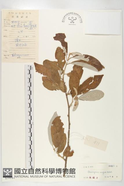 銀果胡頹子藏品圖，第1張