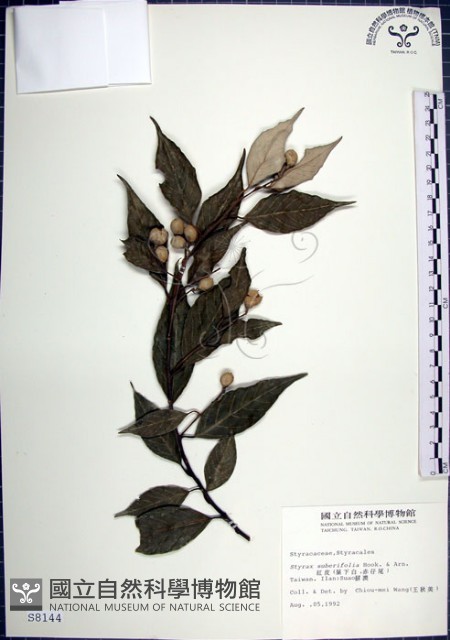 紅皮、葉下白、赤仔尾藏品圖，第1張