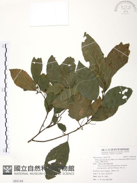 台灣山桂花藏品圖，第1張