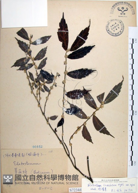 冷清草藏品圖，第1張