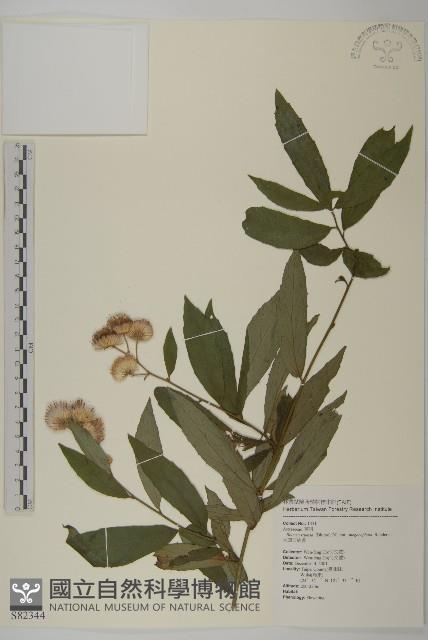 大頭艾納香藏品圖，第1張