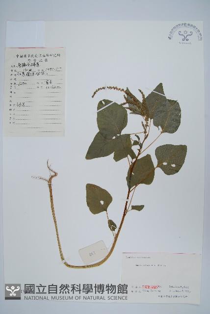 野莧菜藏品圖，第1張