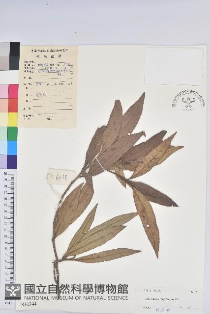 山地五月茶藏品圖，第1張