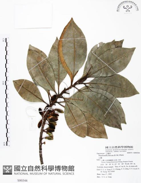 山欖、樹青藏品圖，第1張