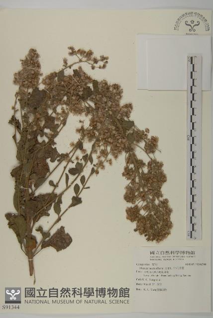 生毛將軍藏品圖，第1張