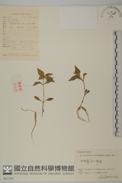 孩兒參藏品圖，第1張
