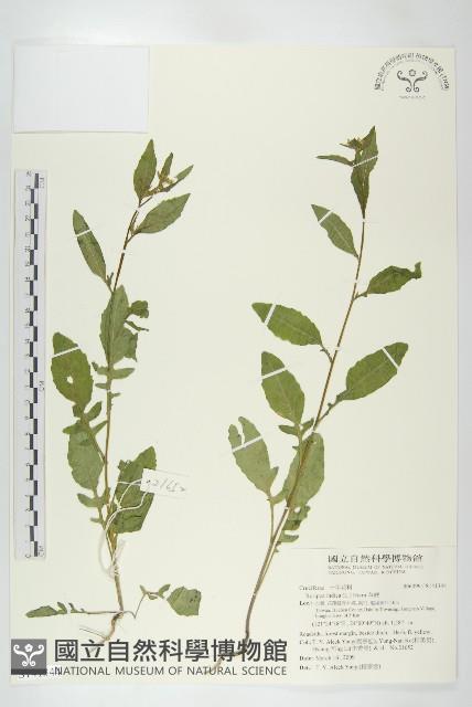 葶藶藏品圖，第1張