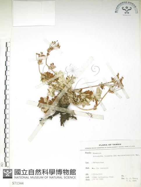 玉山金梅藏品圖，第1張