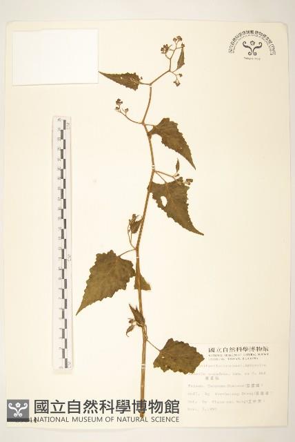 蔓黃菀藏品圖，第1張