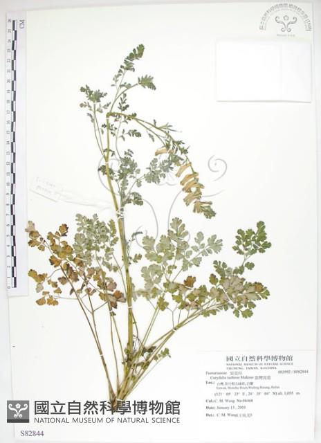 臺灣黃菫藏品圖，第1張