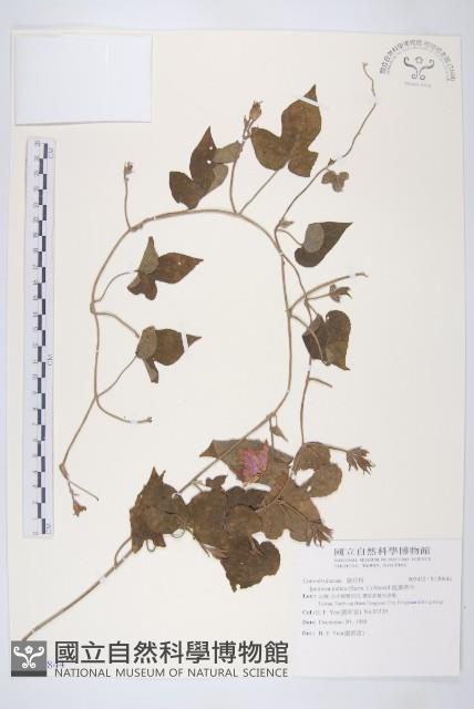 銳葉牽牛藏品圖，第1張