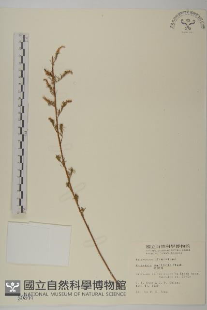 茵蔯蒿藏品圖，第1張