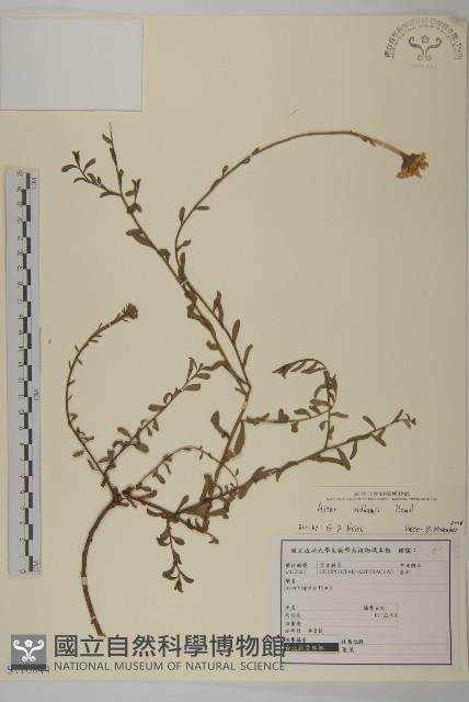 臺灣狗娃花藏品圖，第1張