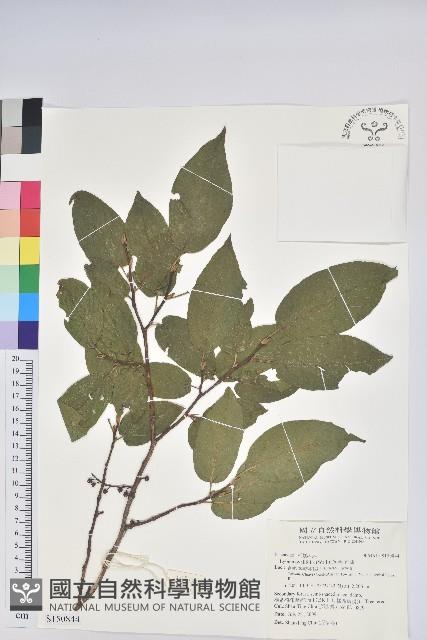 南燭藏品圖，第1張