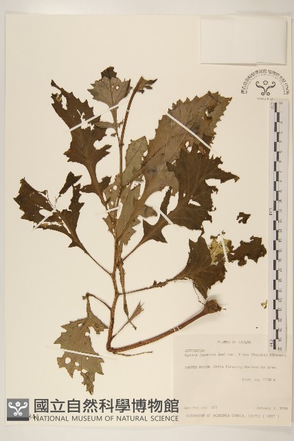 黃花三七草藏品圖，第1張