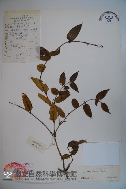 西南忍冬藏品圖，第1張