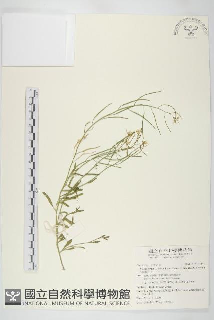 玉山筷子芥藏品圖，第1張