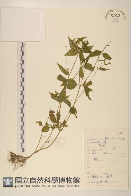 小米菊藏品圖，第1張