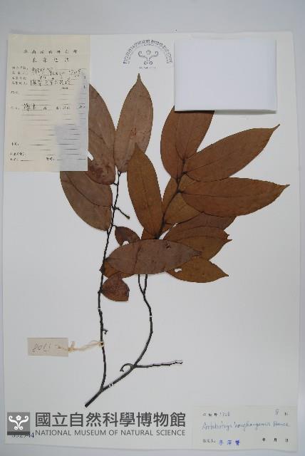 狹瓣鷹爪花藏品圖，第1張