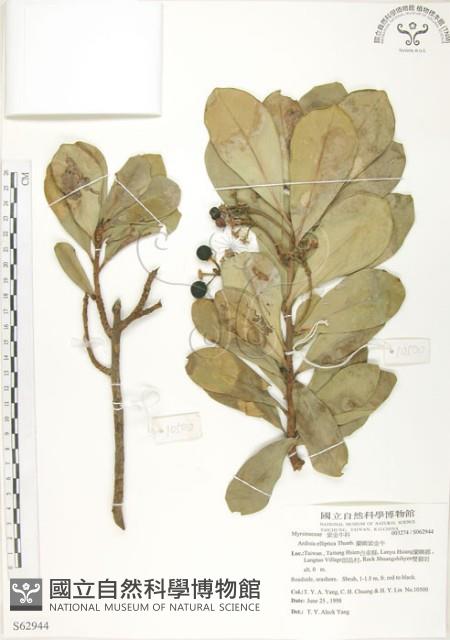 蘭嶼樹杞、蘭嶼紫金牛藏品圖，第1張