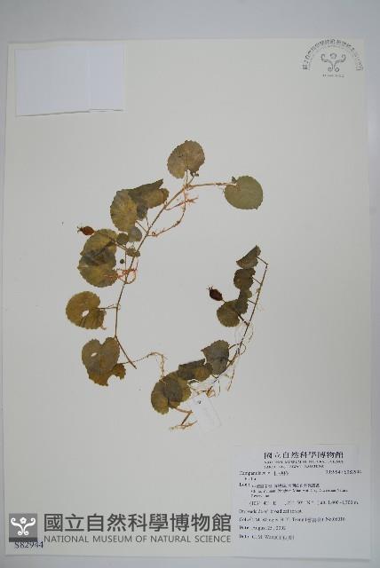 登錄號:S082944藏品圖，第1張