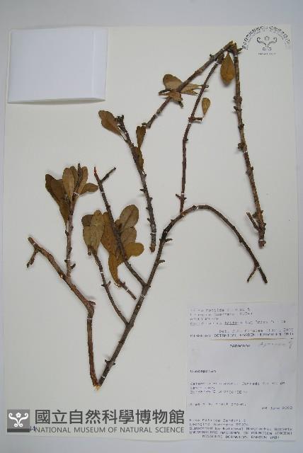 登錄號:S100944藏品圖，第1張