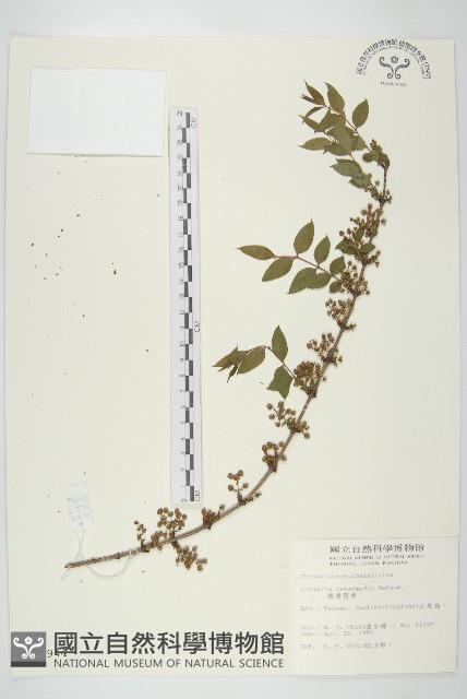 臺灣馬桑藏品圖，第1張