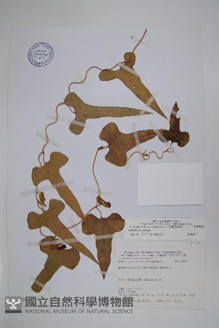 異葉馬兜鈴藏品圖，第1張