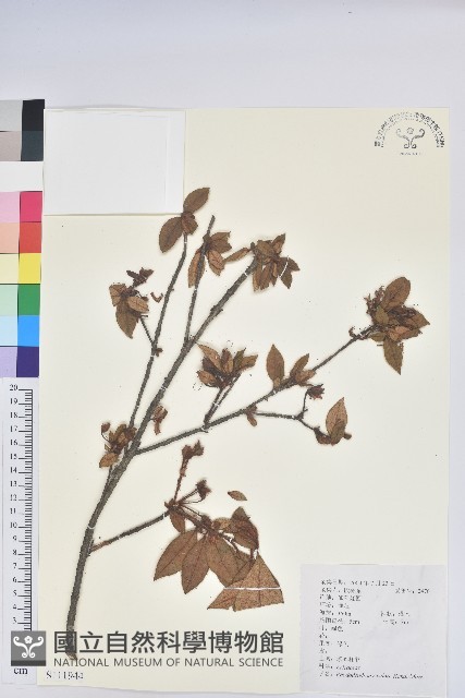 溪畔杜鵑花藏品圖，第1張