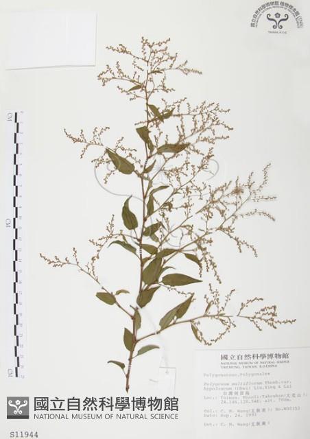 臺灣何首烏藏品圖，第1張