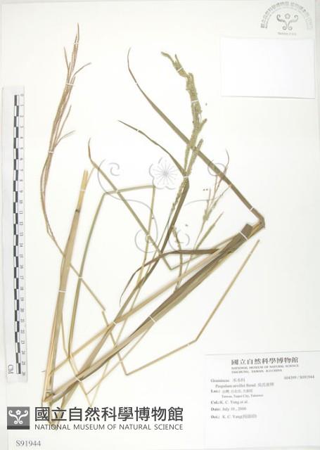 吳氏雀稗藏品圖，第1張