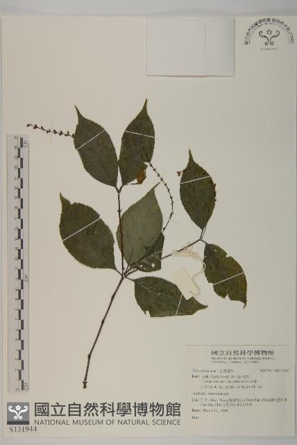 登錄號:S131944藏品圖，第1張