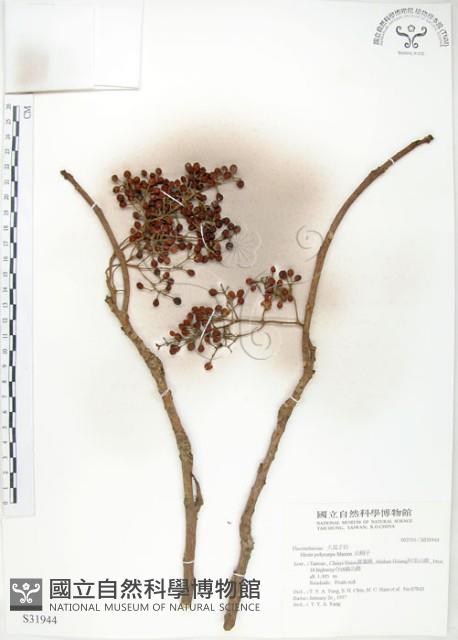 山桐子藏品圖，第1張