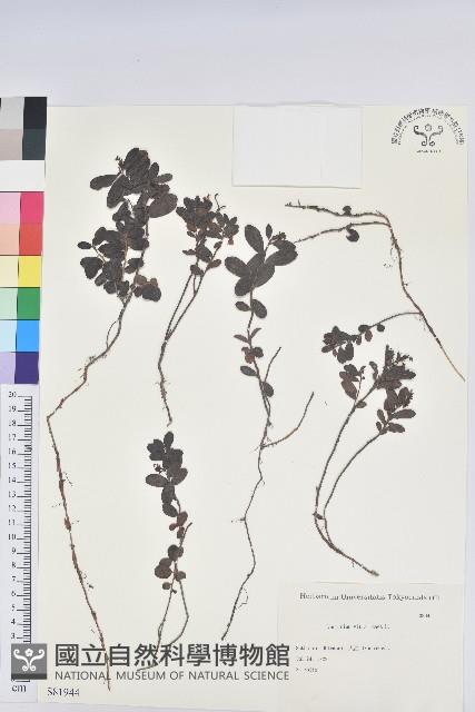 高山越橘藏品圖，第1張