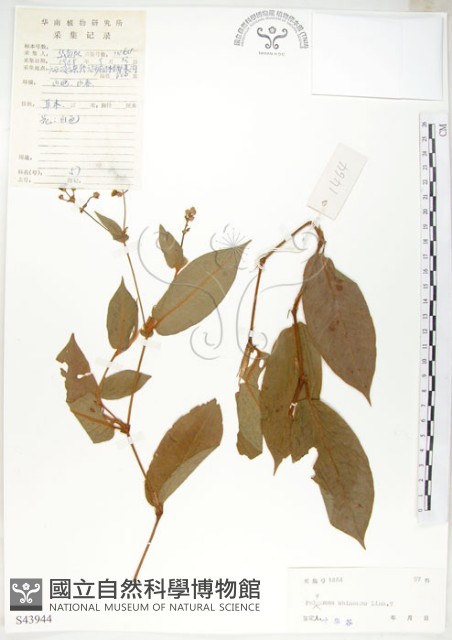 火炭母草、清飯藤藏品圖，第1張
